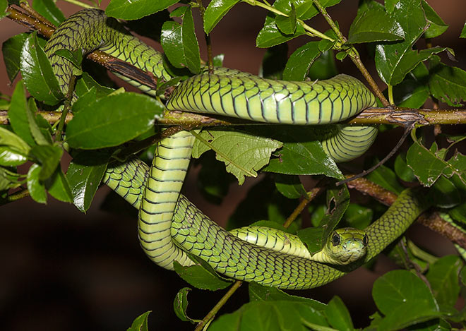 Boomslang